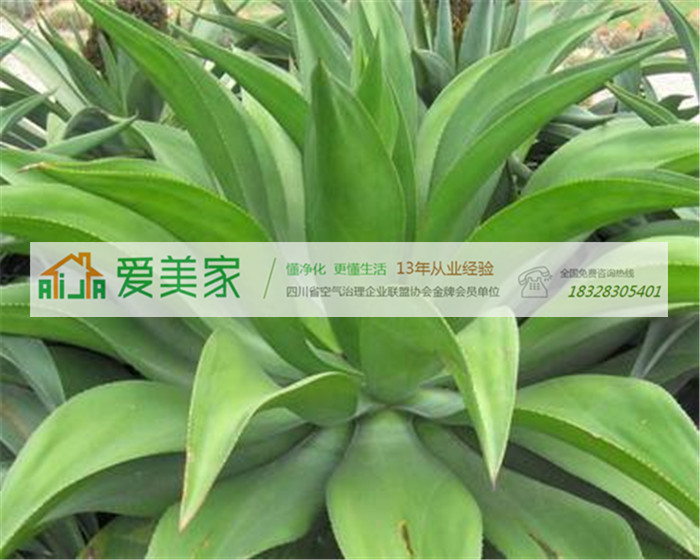 如果做到这几个方面,居室是不是就不会存在空气污染了呢? 如果做到这几个方面,居室是不是就不会存在空气污染了呢?