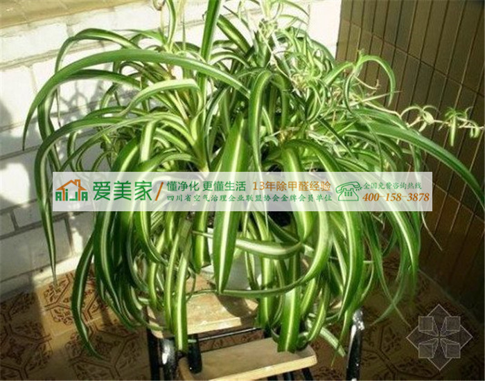 能有效净化室内有害气体的植物排行榜 能有效净化室内有害气体的植物排行榜