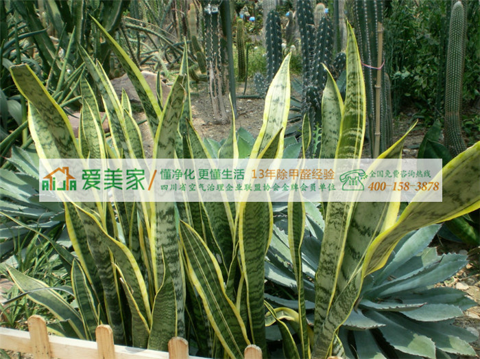 虎尾兰除了能收拾甲醛还能收拾谁? 虎尾兰除了能收拾甲醛还能收拾谁?