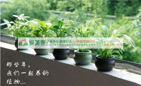 植物中的吸甲醛高手 植物中的吸甲醛高手