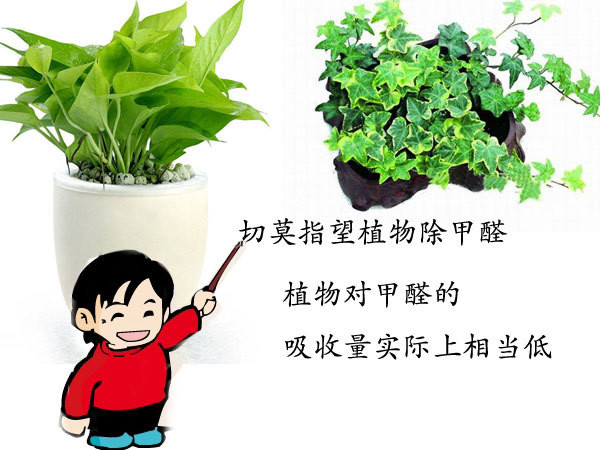 成都甲醛治理:植物除甲醛能达到效果吗? 成都甲醛治理:植物除甲醛能达到效果吗?