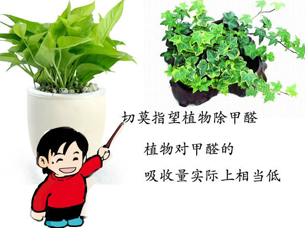 成都甲醛治理:植物除甲醛能达到效果吗?